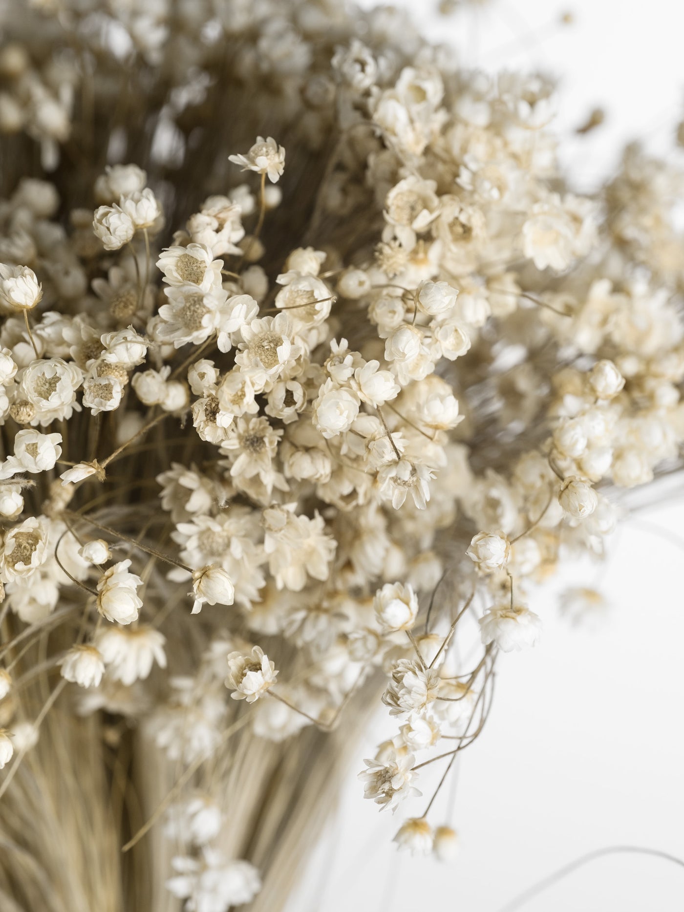 Dried Marcela Flower | Hudson Home