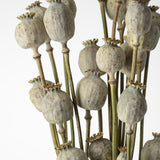 Dried Poppy Stems