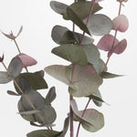faux blush eucalyptuss