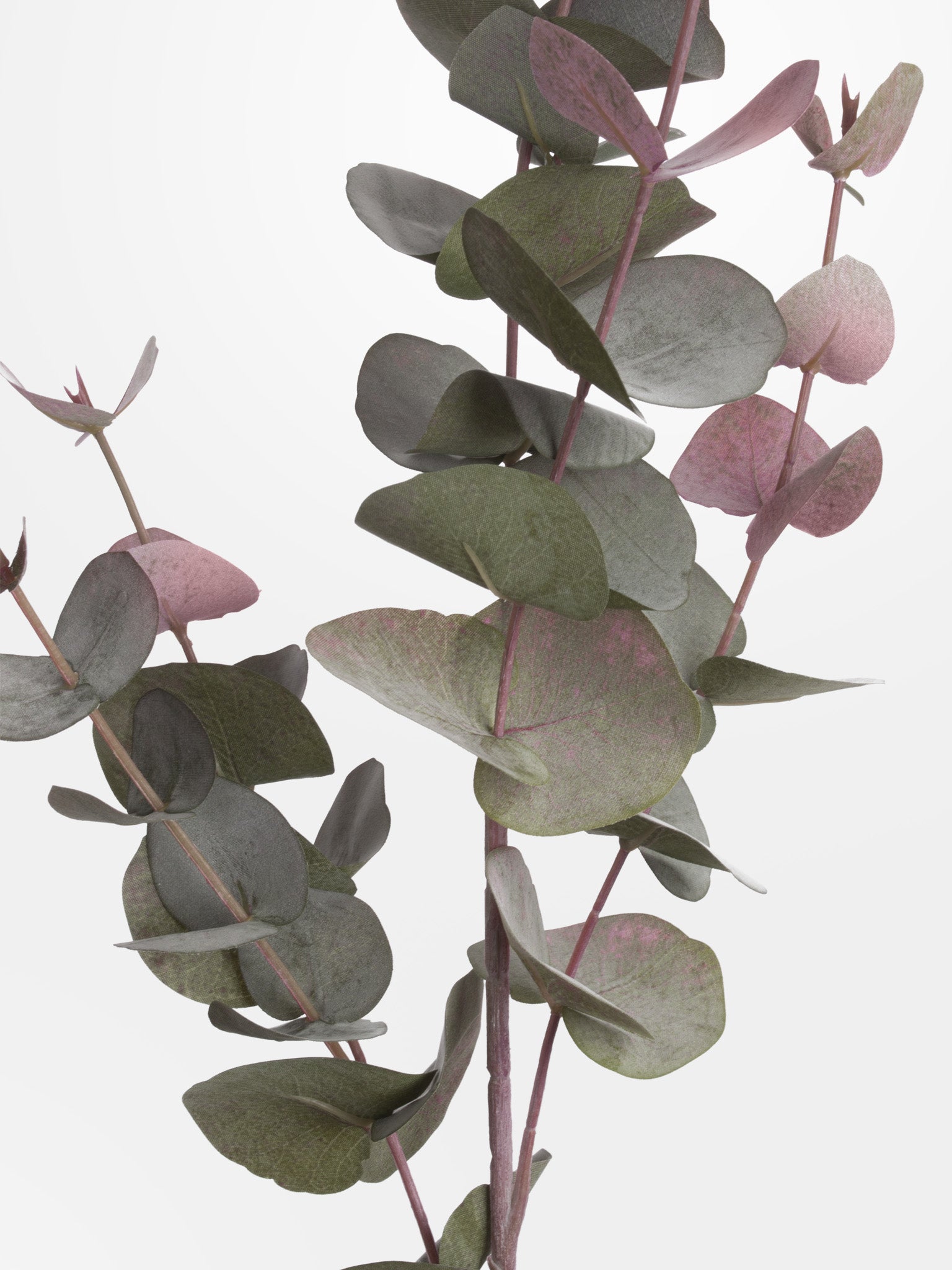 faux blush eucalyptuss