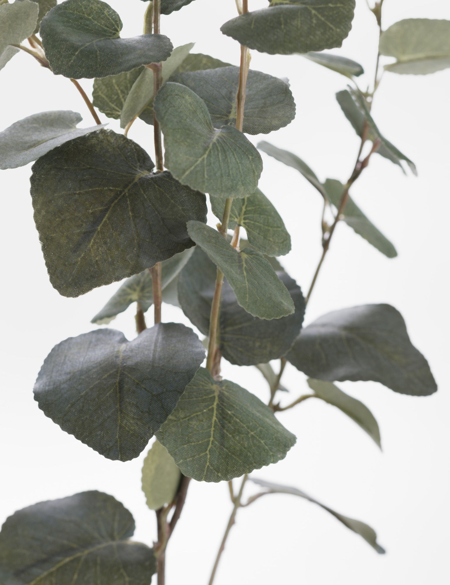 faux eucalyptus stem  close up 