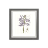 Lavender II Framed Picture