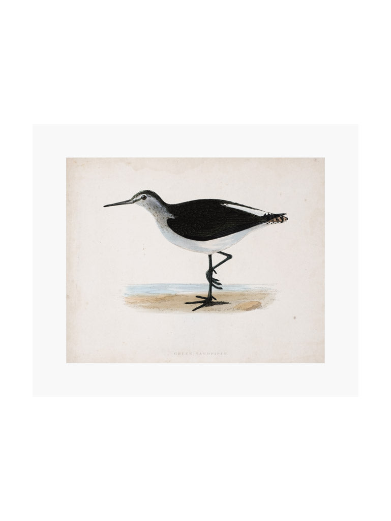 Sandpiper Art Print