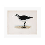 Sandpiper Art Print
