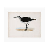 Sandpiper Art Print