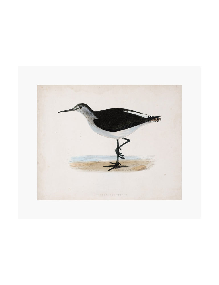 Sandpiper Art Print