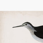 Sandpiper Art Print