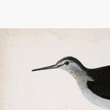 Sandpiper Art Print