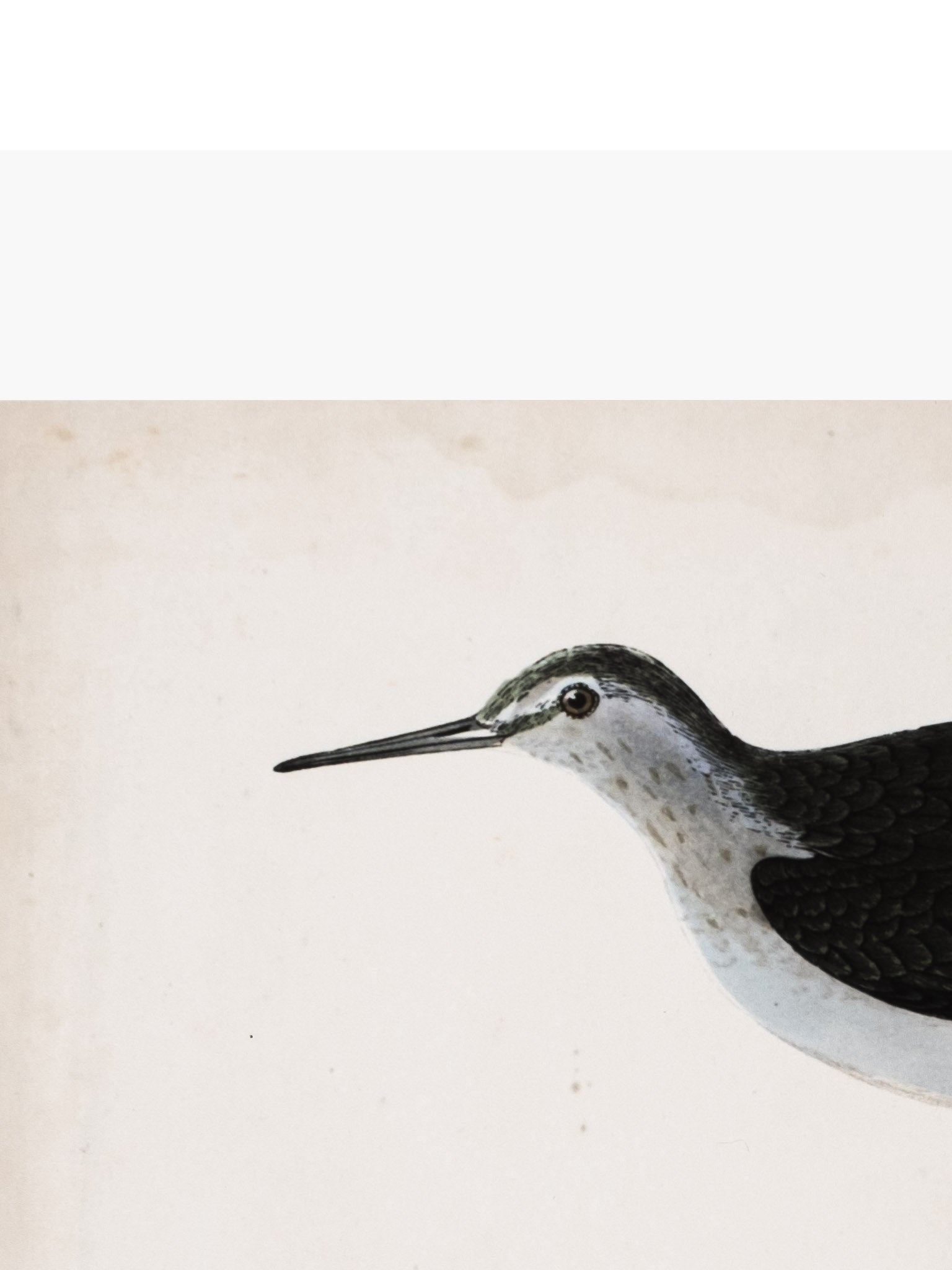 Sandpiper Art Print