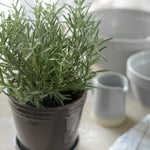 Scalloped Plant Pot Small - Charcoal
