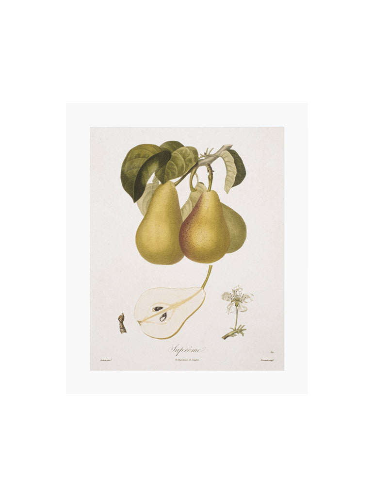 Vintage Pears V Art Print