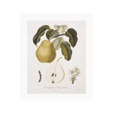 Vintage Pears I Art Print