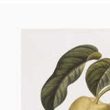 Vintage Pears I Art Print
