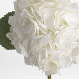 White Hydrangea Stem